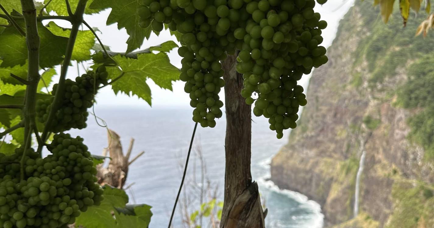 Tradições do Vinho Madeira candidatas a Património Imaterial da Humanidade da UNESCO