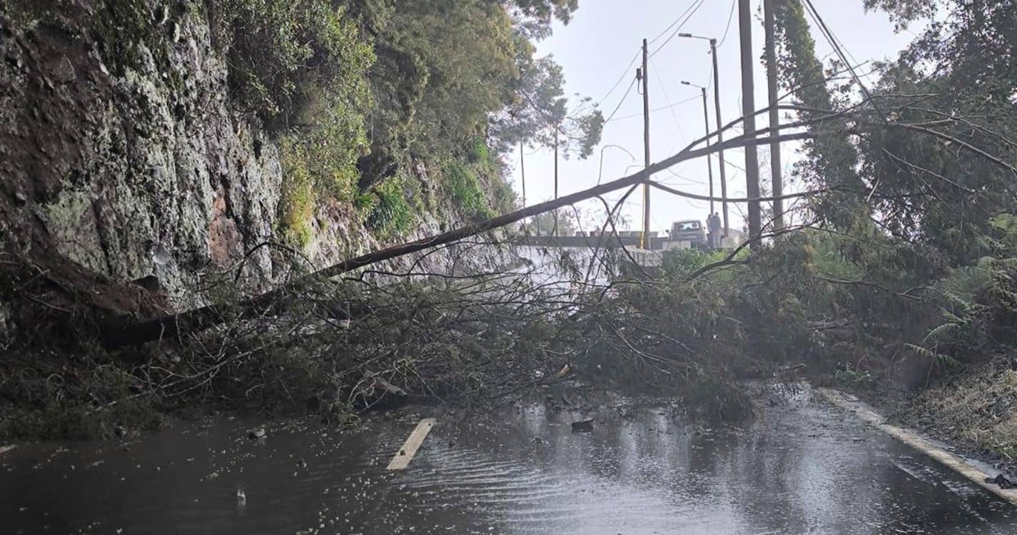 Queda de árvore fecha estrada regional entre Faial e Santana