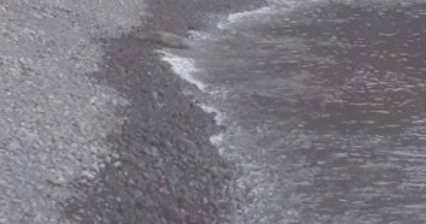 Lobo-marinho está outra vez de volta ao Paul do Mar