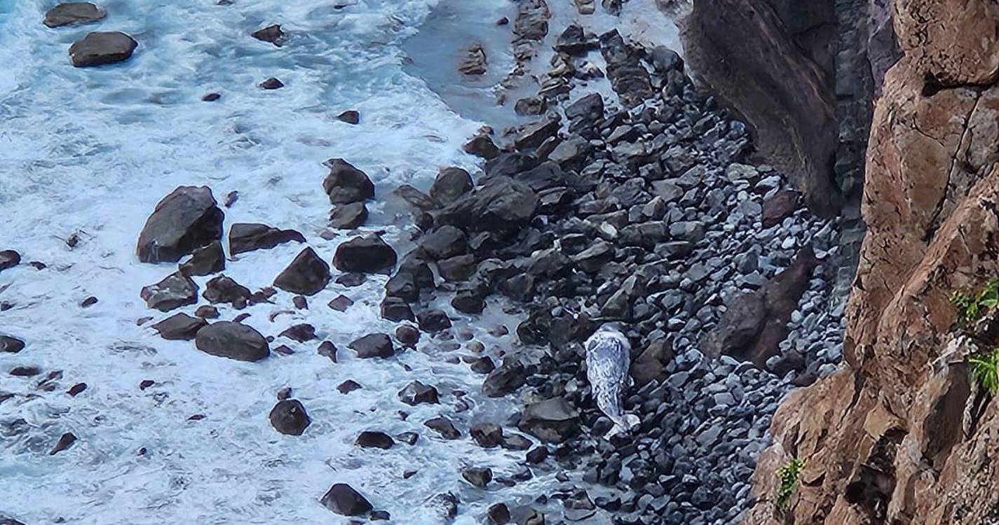 Cachalote juvenil deu à costa no Caniçal