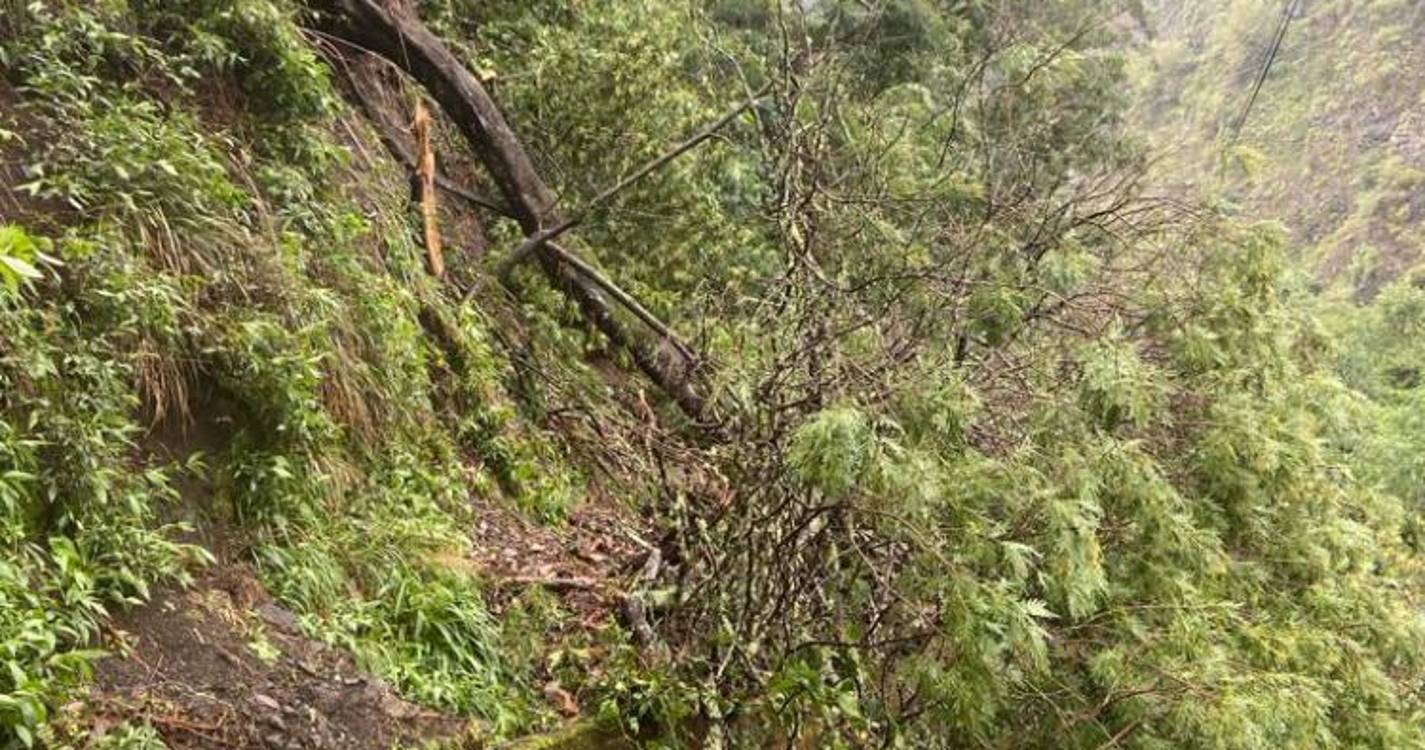 Árvore caída atrapalha circulação automóvel na Fajã da Nogueira