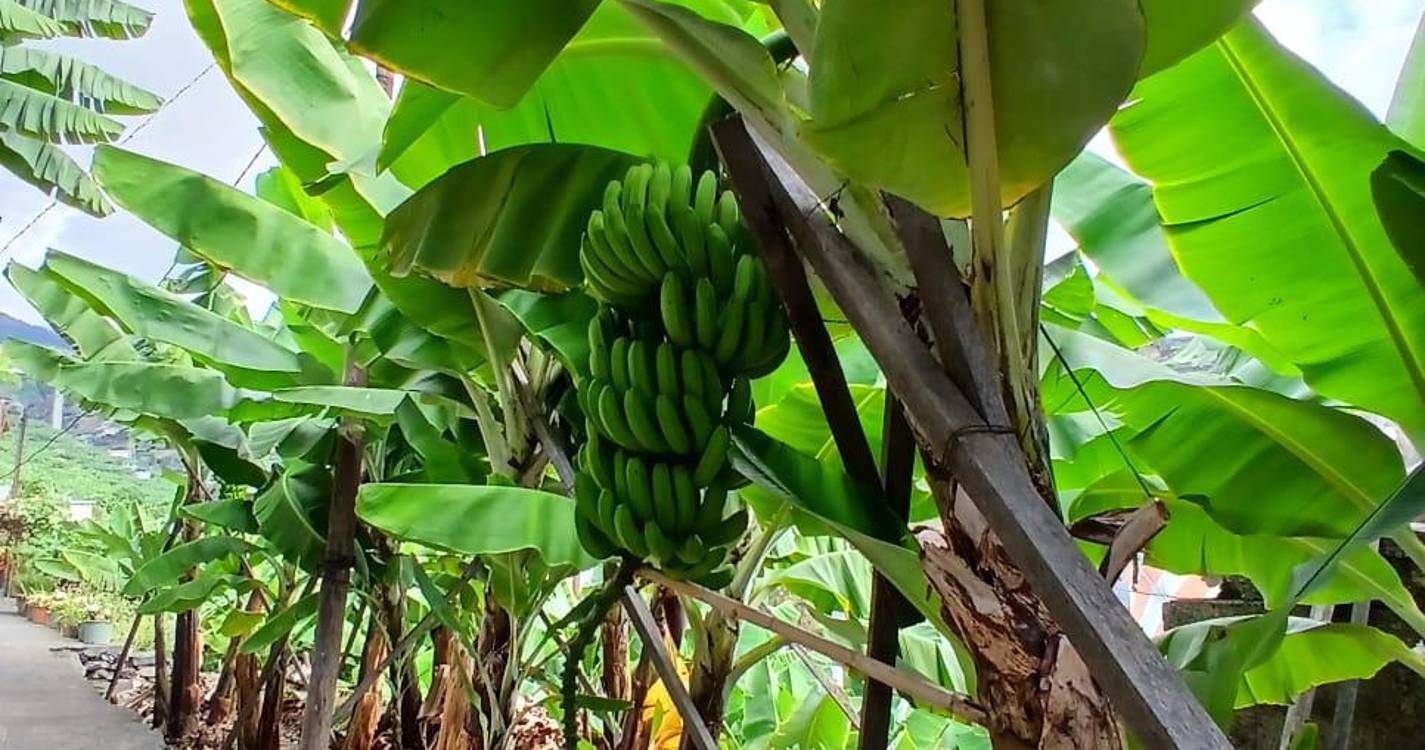 Concurso para seguro coletivo de colheita da banana fica deserto