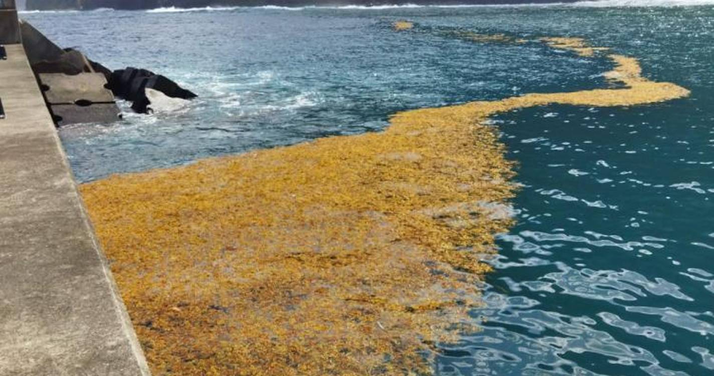 Sargaços no Porto do Porto Moniz mobilizaram equipa de limpeza