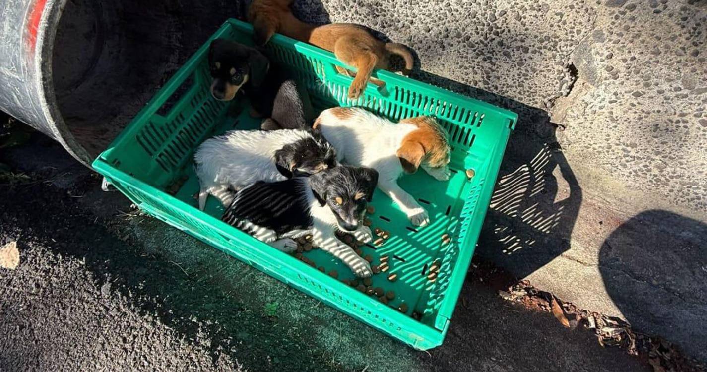 População resgata seis cães abandonados à beira da estrada no Caniço