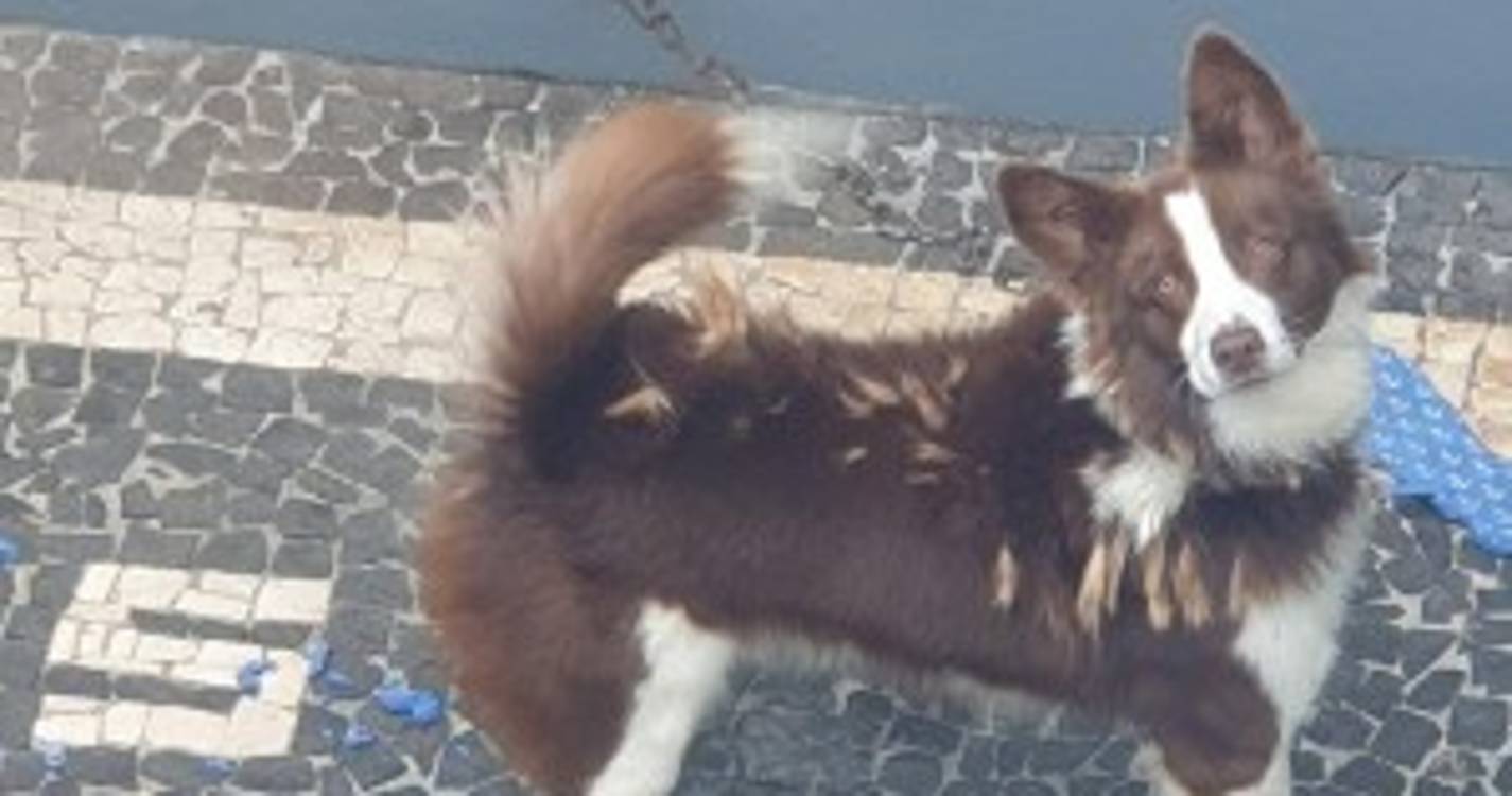 Ajuda Alimentar a Cães denuncia situação de negligência no Garajau