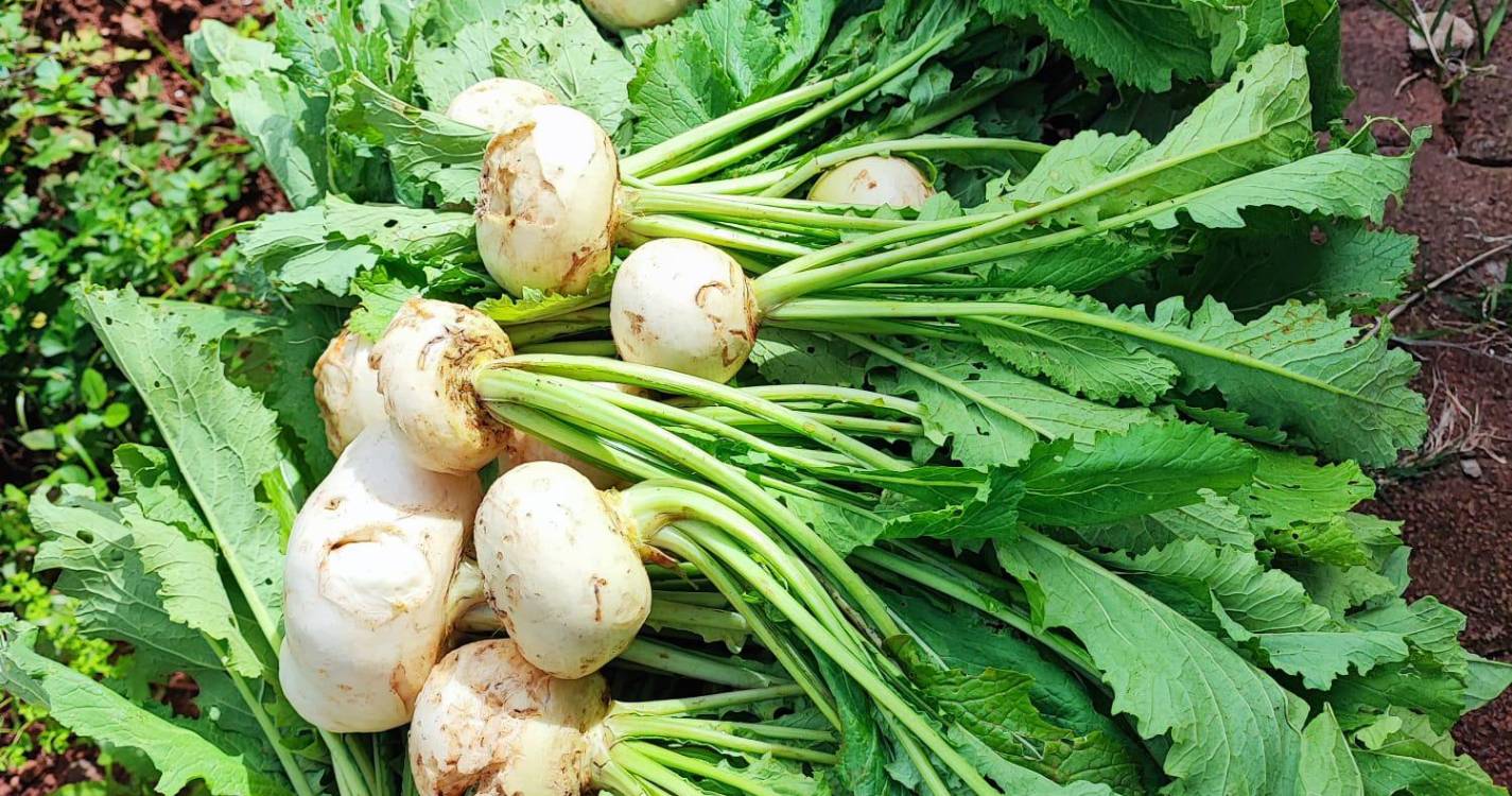 Horta Social da ASA reforça apoio alimentar