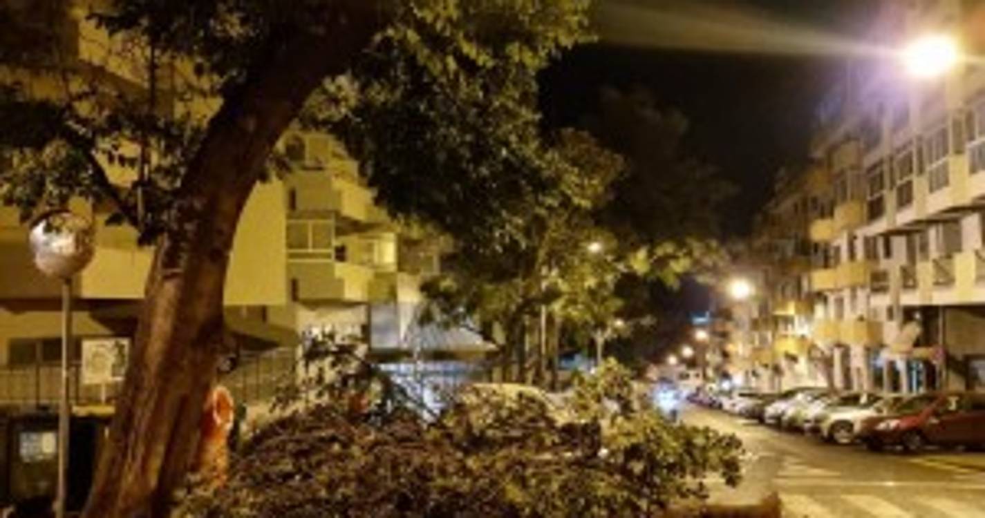 Queda de um ramo de árvore condiciona trânsito na Quinta Deão