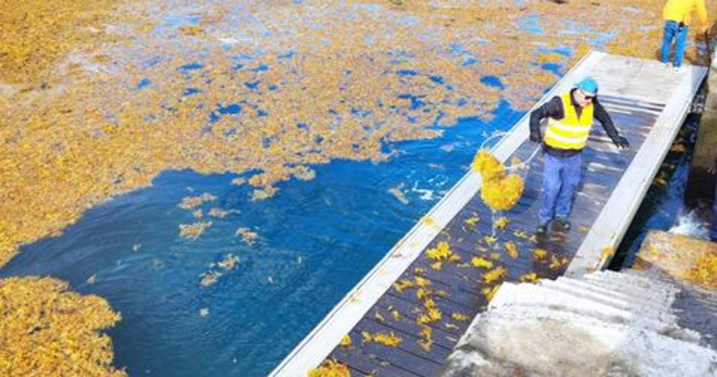 Sargaços no Porto do Porto Moniz mobilizaram equipa de limpeza