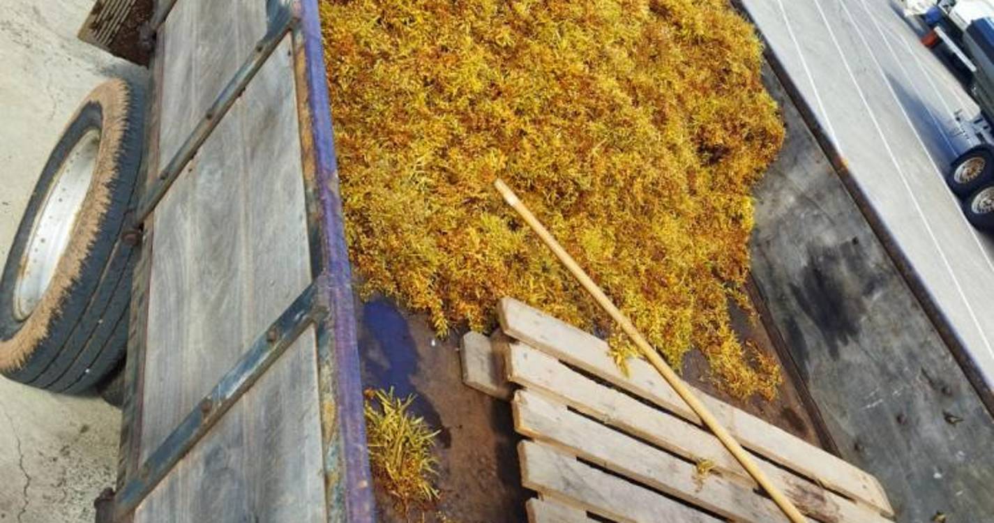 Sargaços no Porto do Porto Moniz mobilizaram equipa de limpeza