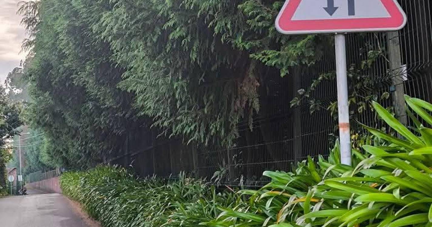 Raimundo Quintal acusa Câmara de Santa Cruz de “gozar com quem trabalha” após notificação para desbaste de árvores