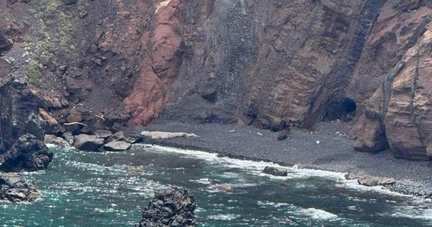 Cachalote juvenil deu à costa no Caniçal