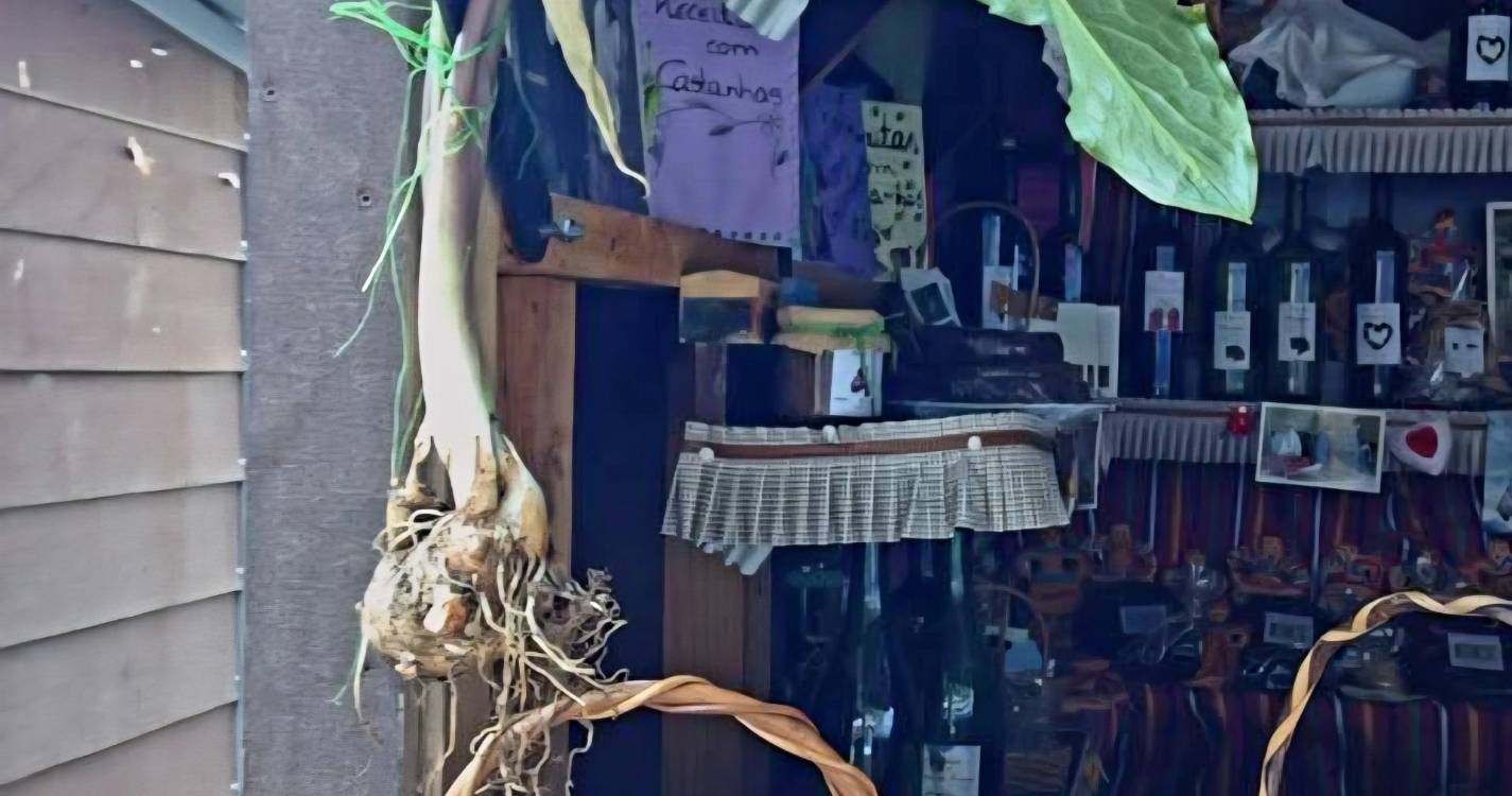 Casa do Povo do Curral das Freiras promove Mostra do Brigalhó