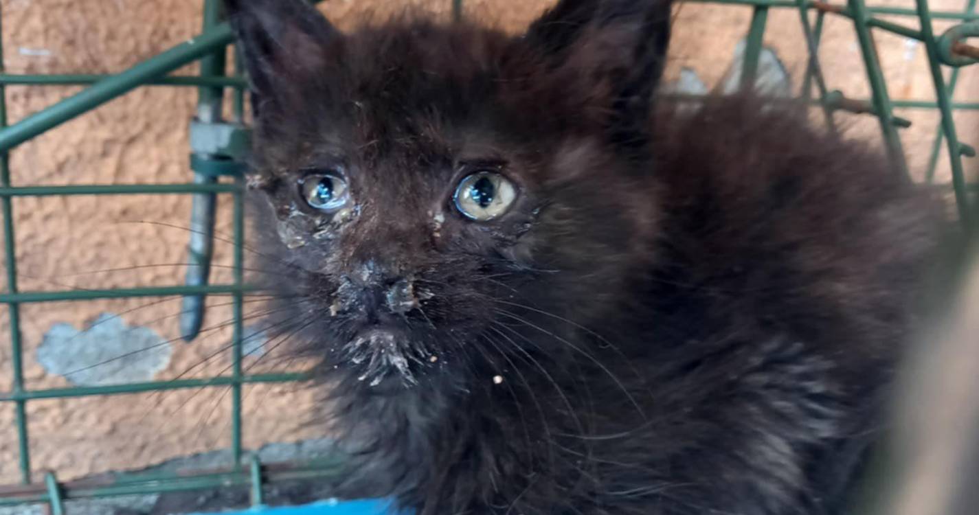 CRO de Santa Cruz resgata nova ninhada de gatos abandonados