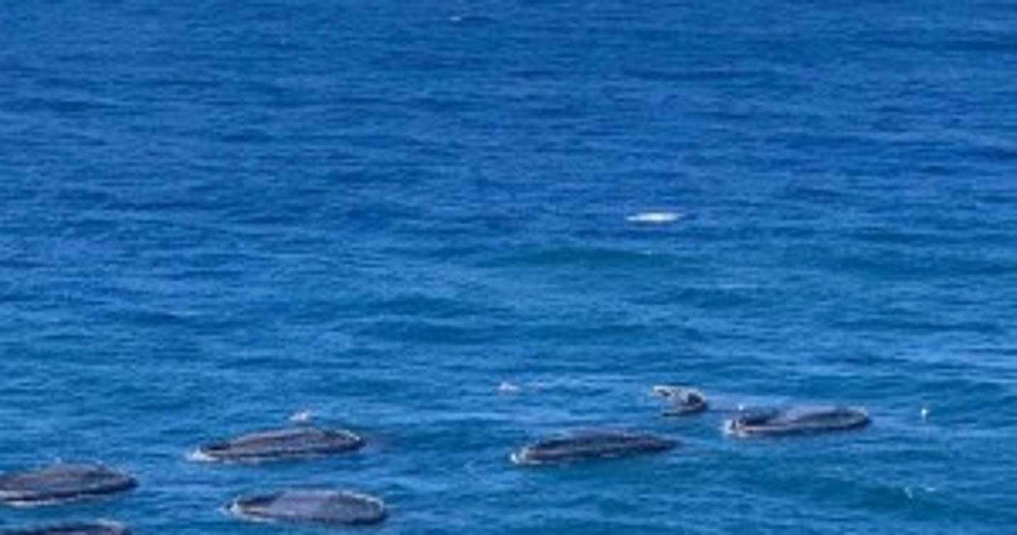 Tempestade deslocou jaulas da Ribeira Brava para o cais (com fotos)