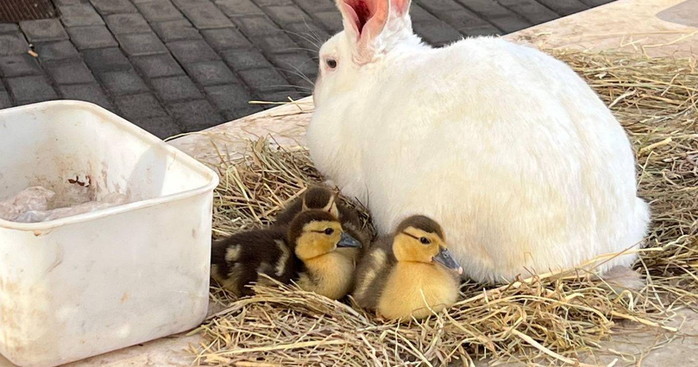 Animais visitam crianças hospitalizadas