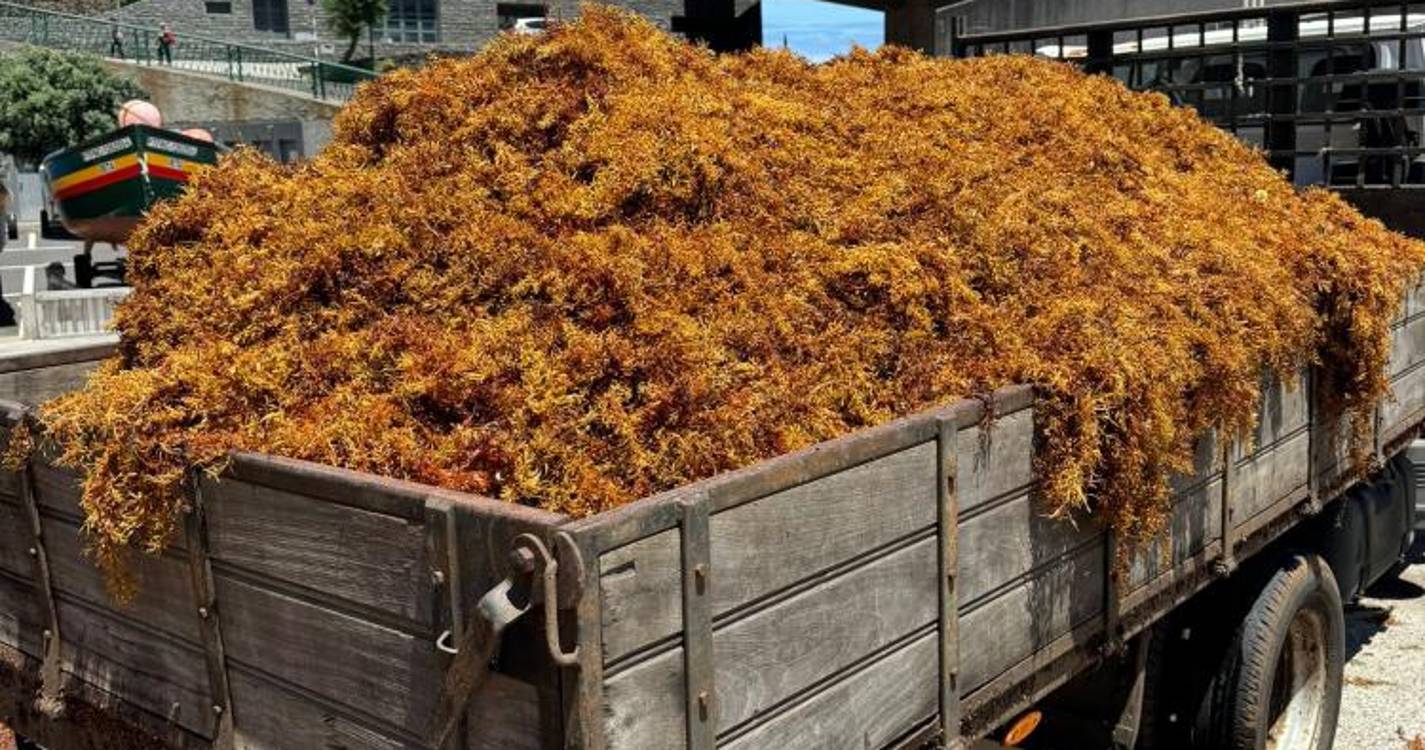 APRAM fez a maior recolha de sargaço registada num só dia na Região