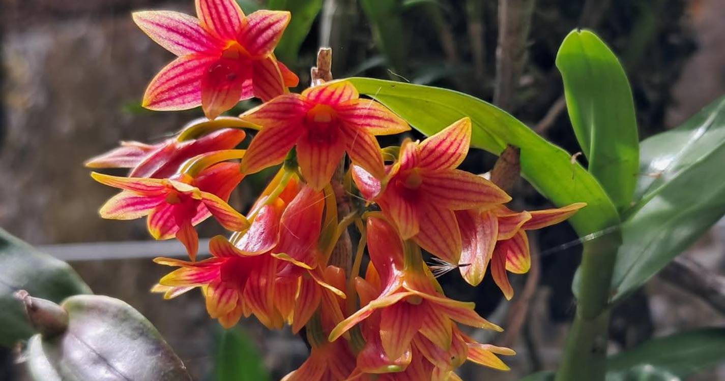 Concluído projeto que associa uma orquídea a cada município da Madeira
