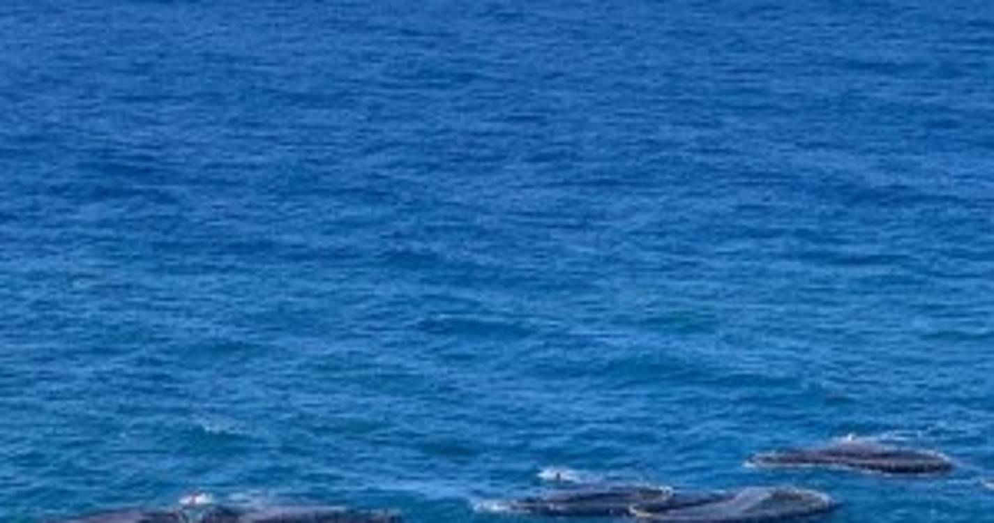 Tempestade deslocou jaulas da Ribeira Brava para o cais (com fotos)