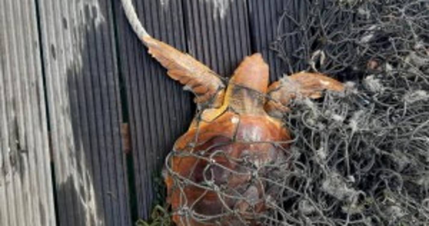 Tartaruga marinha foi salva no Caniçal