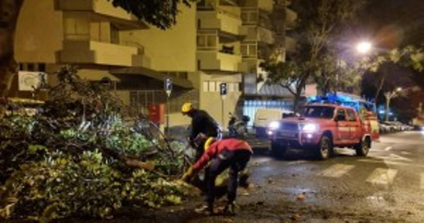 Queda de um ramo de árvore condiciona trânsito na Quinta Deão