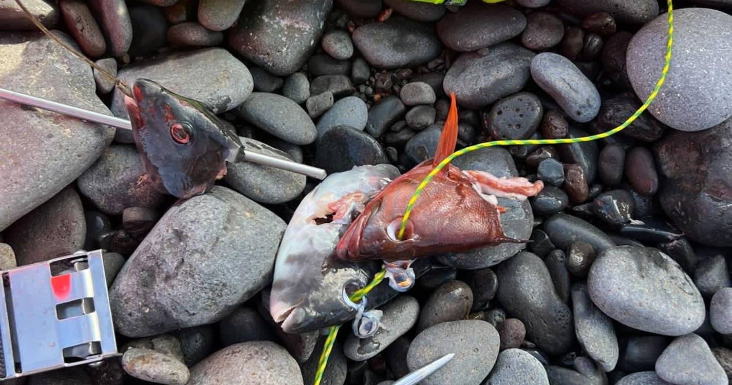 Caniçal: Lobo marinho rouba peixe a três pescadores (com vídeo)