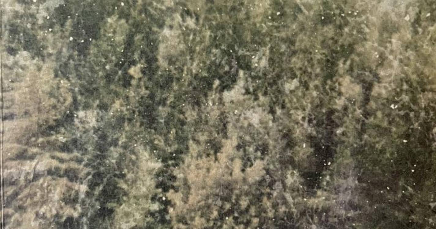 ‘Falam as Coisas Humildes’ apresentada no dia 2 de janeiro