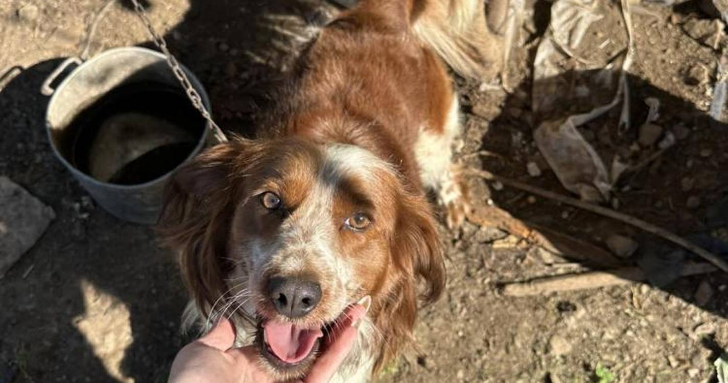 Associação denuncia maus tratos animais