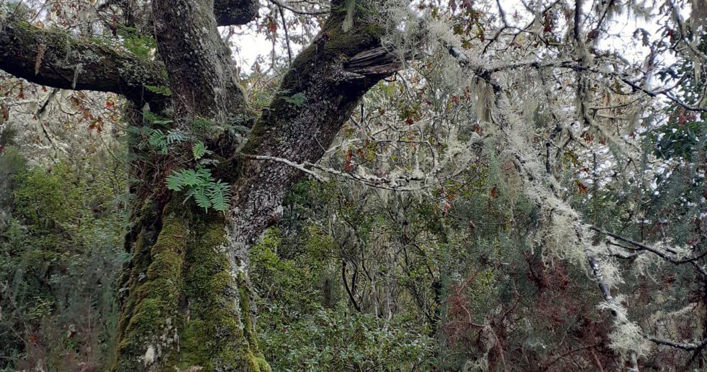 Clube de Ecologia da Escola Francisco Franco percorreu Levada da Serra do Faial