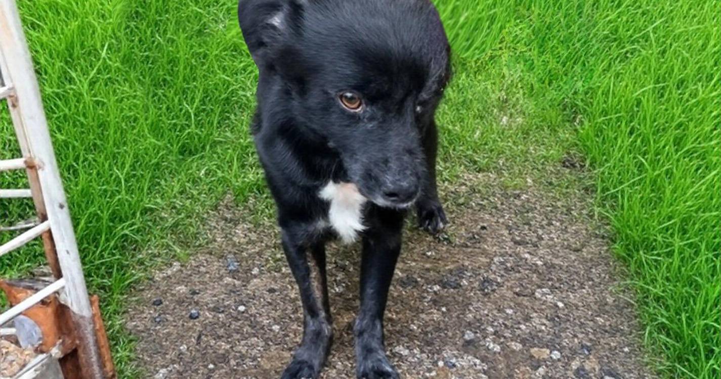 Câmara Municipal de São Vicente lança campanha de adoção