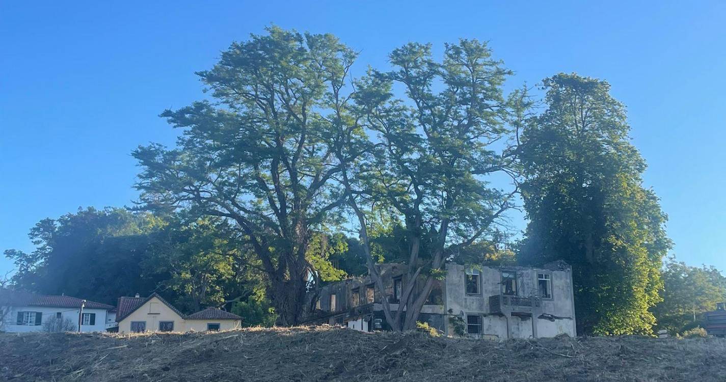 Morador indignado com abate de árvores centenárias na Camacha