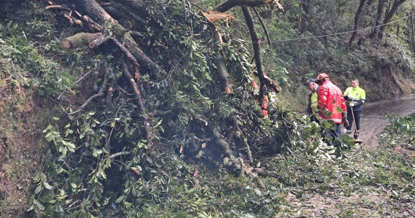 Acesso às Queimadas está condicionado devido á queda de árvores (com fotos)