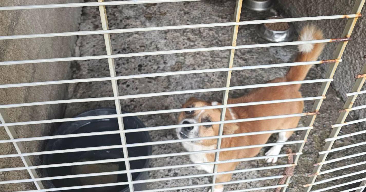 Resíduos e canil continuam a gerar indignação em São Vicente (com vídeo)