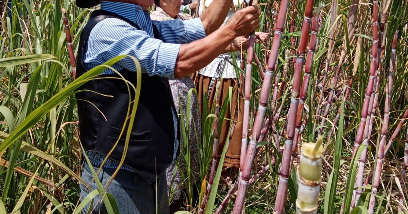 Junta de Freguesia de Gaula apoia produtores de cana-de-açúcar