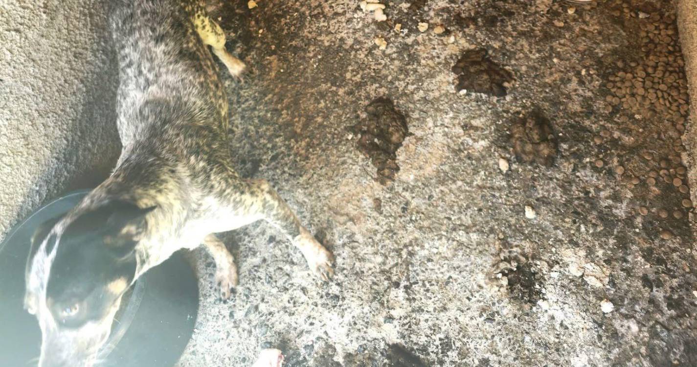 Resíduos e canil continuam a gerar indignação em São Vicente (com vídeo)