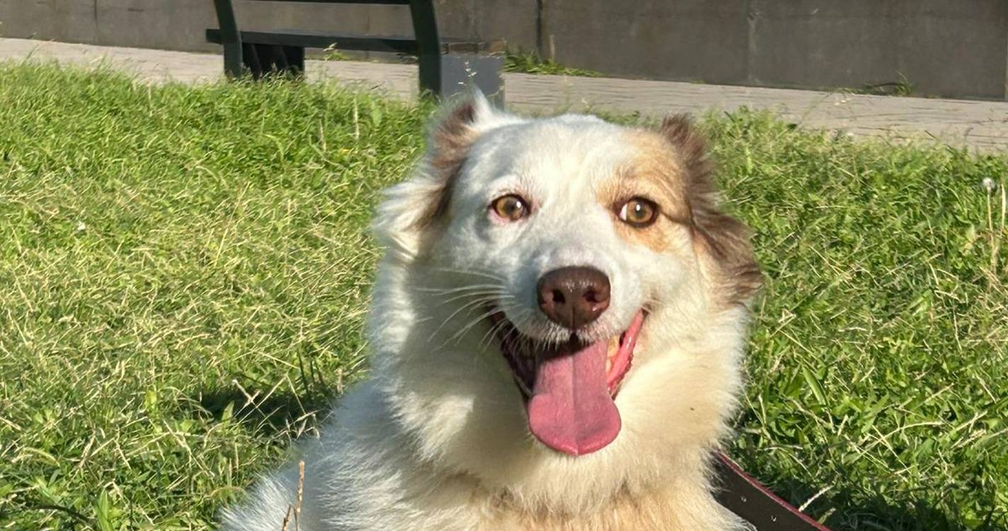 Câmara Municipal de São Vicente lança campanha de adoção