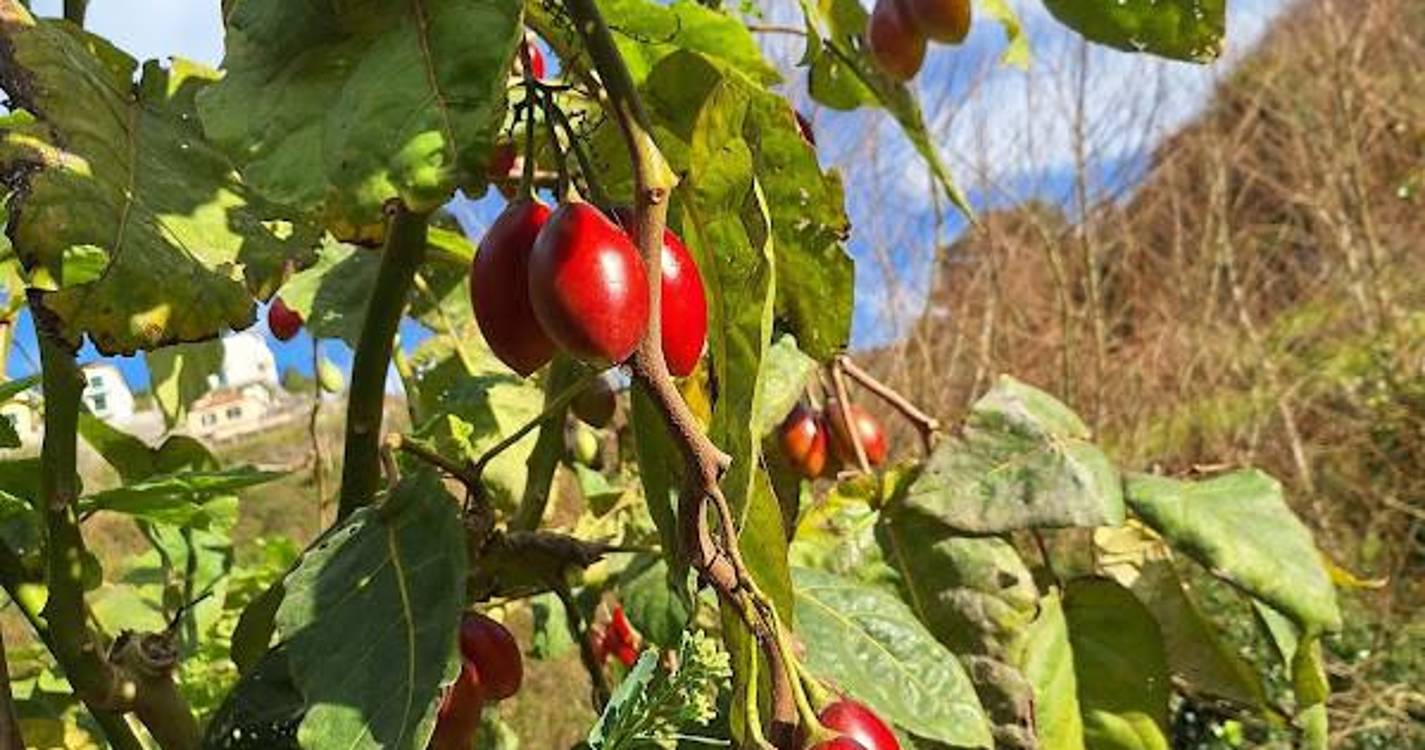 Evento aborda ‘Tempos de Hortifruticultura 2024’ no Jardim da Serra