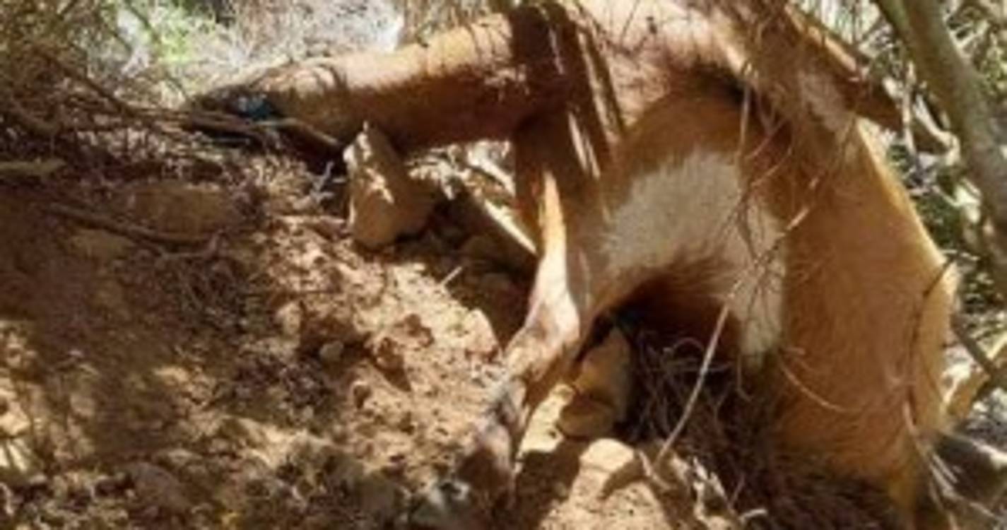 Associação Agroecólogica e Silvo-Pastoral acusa Polícia Florestal de abuso de poder e crueldade