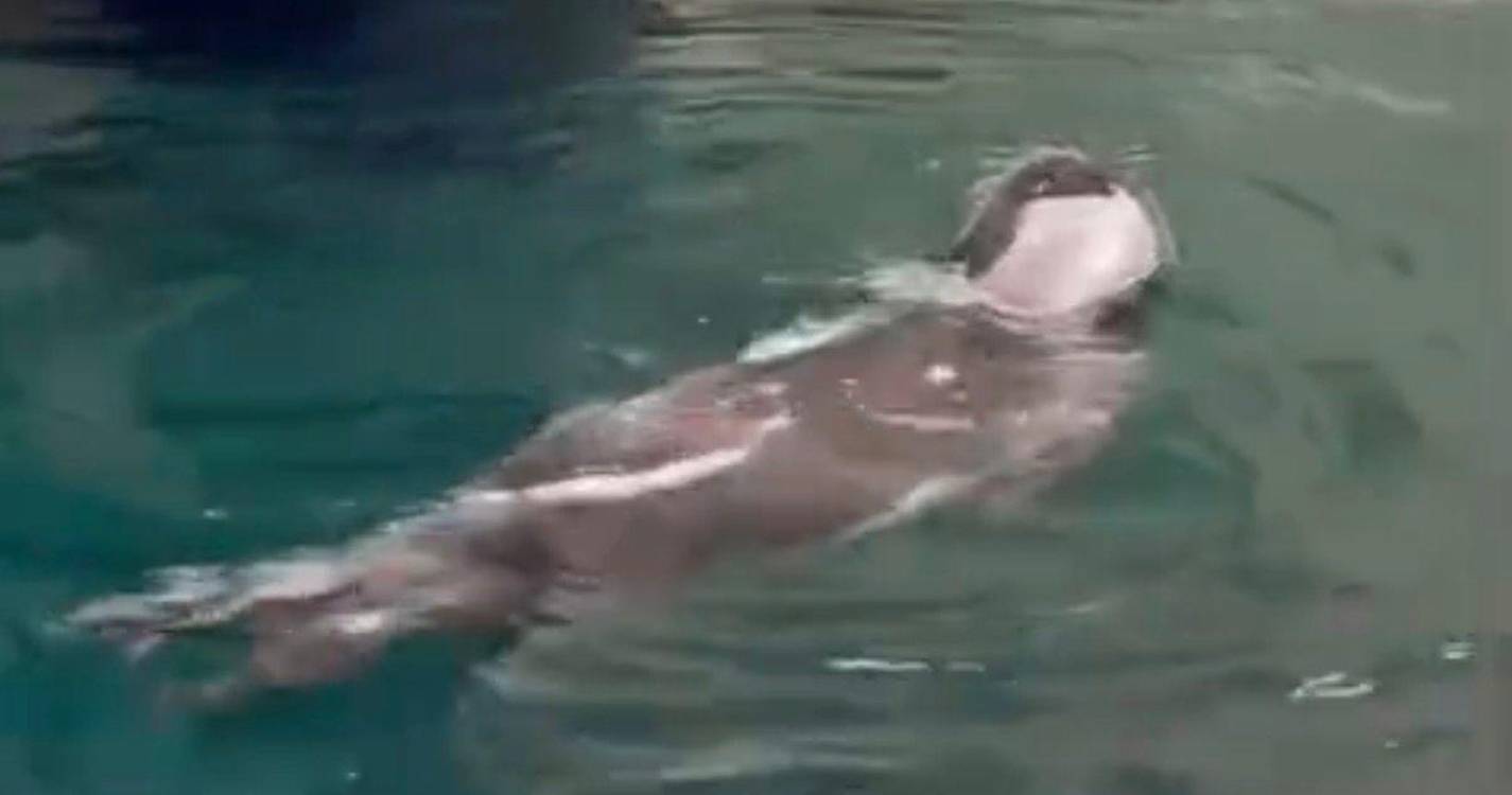 Lobo-marinho avistado no porto de recreio de Santa Cruz (com vídeo)