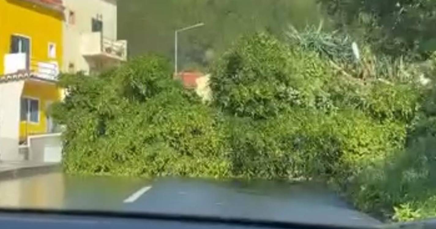 Vento continua a condicionar estradas com várias quedas de árvores (com fotos e vídeos)