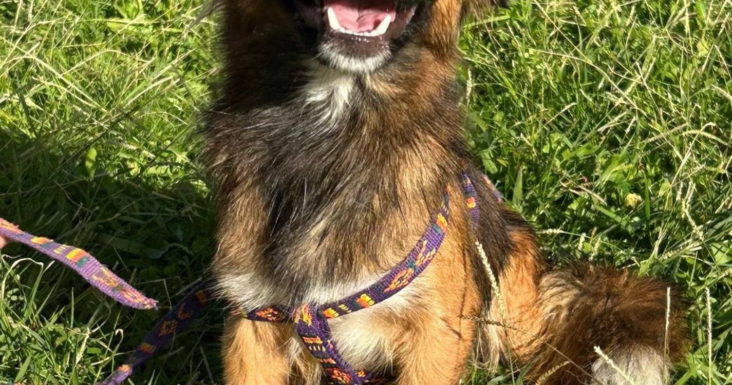 Câmara Municipal de São Vicente lança campanha de adoção