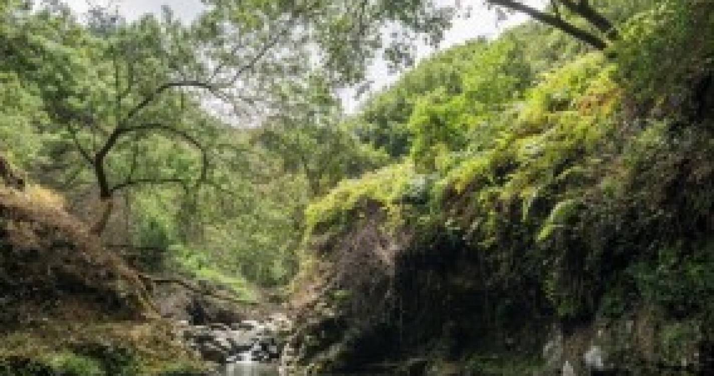 Poço e cascata em pleno coração de São Roque do Faial por descobrir (com fotos)