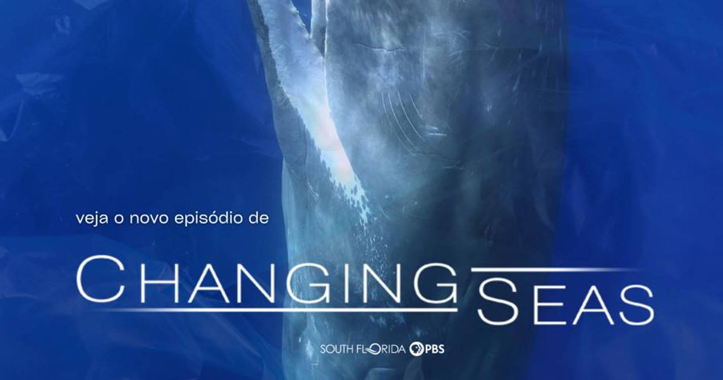 Investigação madeirense em foco no documentário ‘Baleias num Oceano de Plástico’