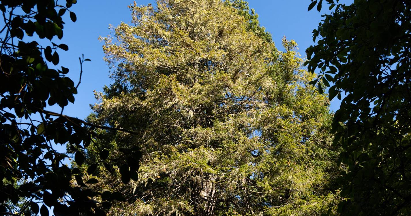 Governo acusa PAN de ‘hipocrisia verde’