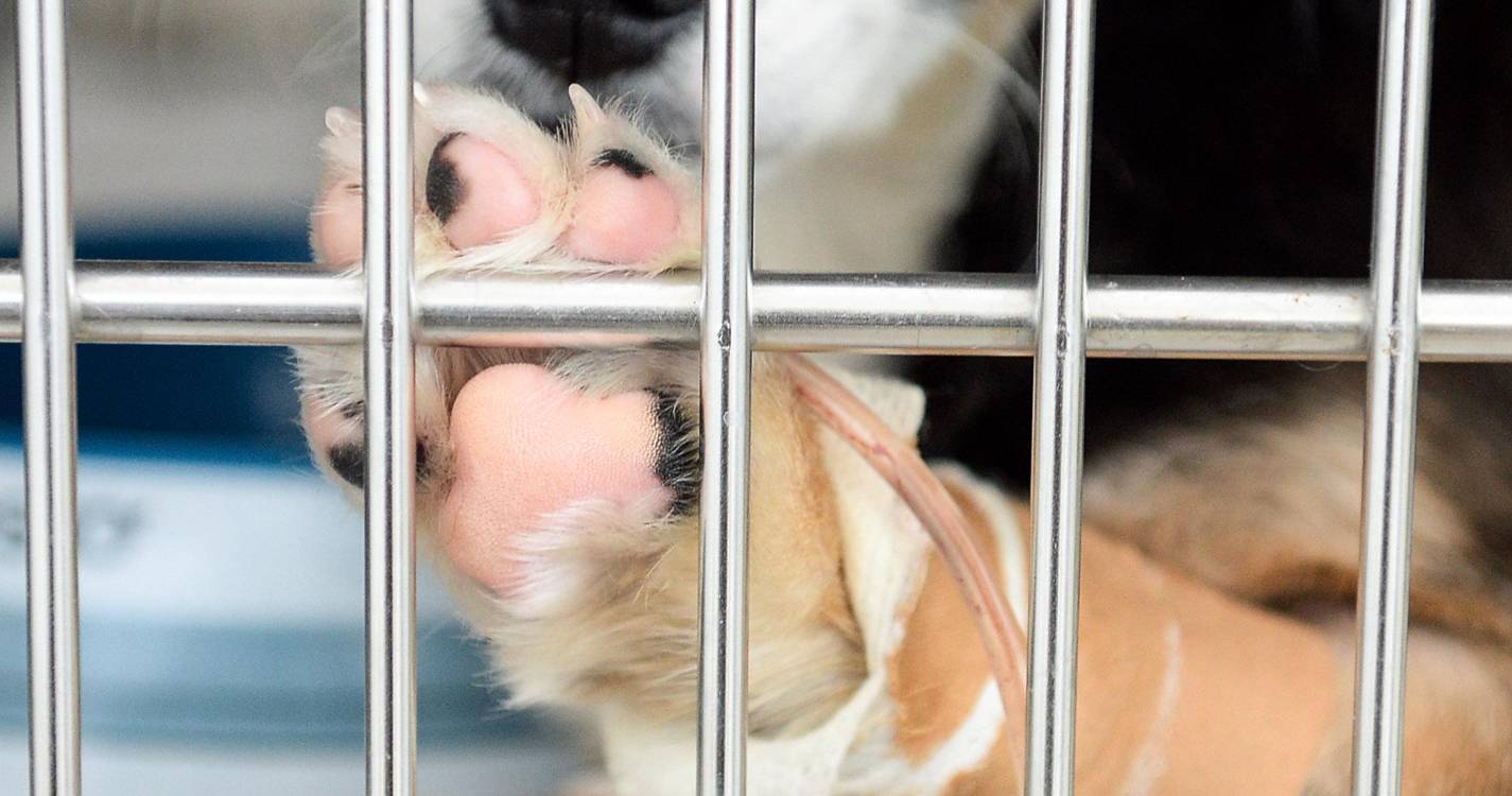 Já mais de 1.100 pessoas subscreveram ‘Inferno para os Animais’