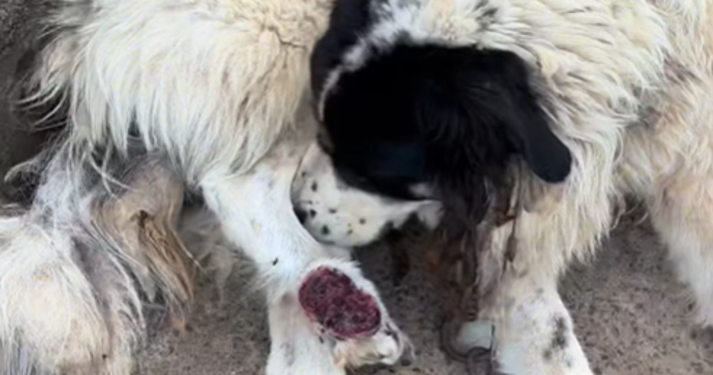 Associação resgata cão em estado grave em Santa Cruz