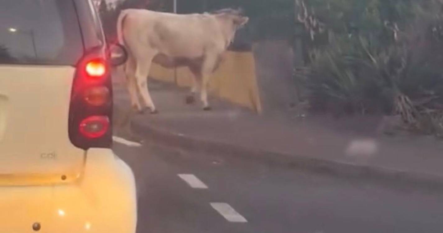 Vacas pararam o trânsito na Avenida da Madalena (veja o vídeo)