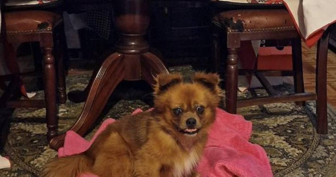 Cão roubado há três anos é encontrado ferido por associação e devolvido à família