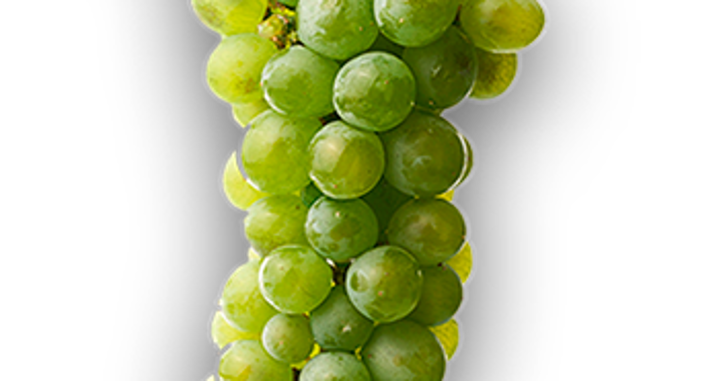 Malvasia cândida, cuscuz e peixe gata da Madeira entram no Inventário Internacional dos Produtos Tradicionais em Risco – Arca do Gosto