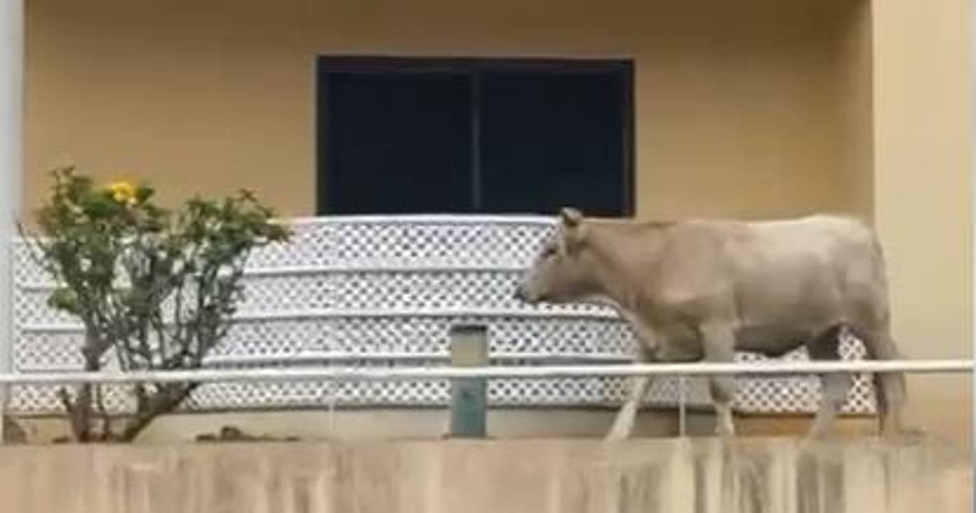 Vaca invade jardim de edifício de apartamentos na Avenida da Madalena (com vídeo)
