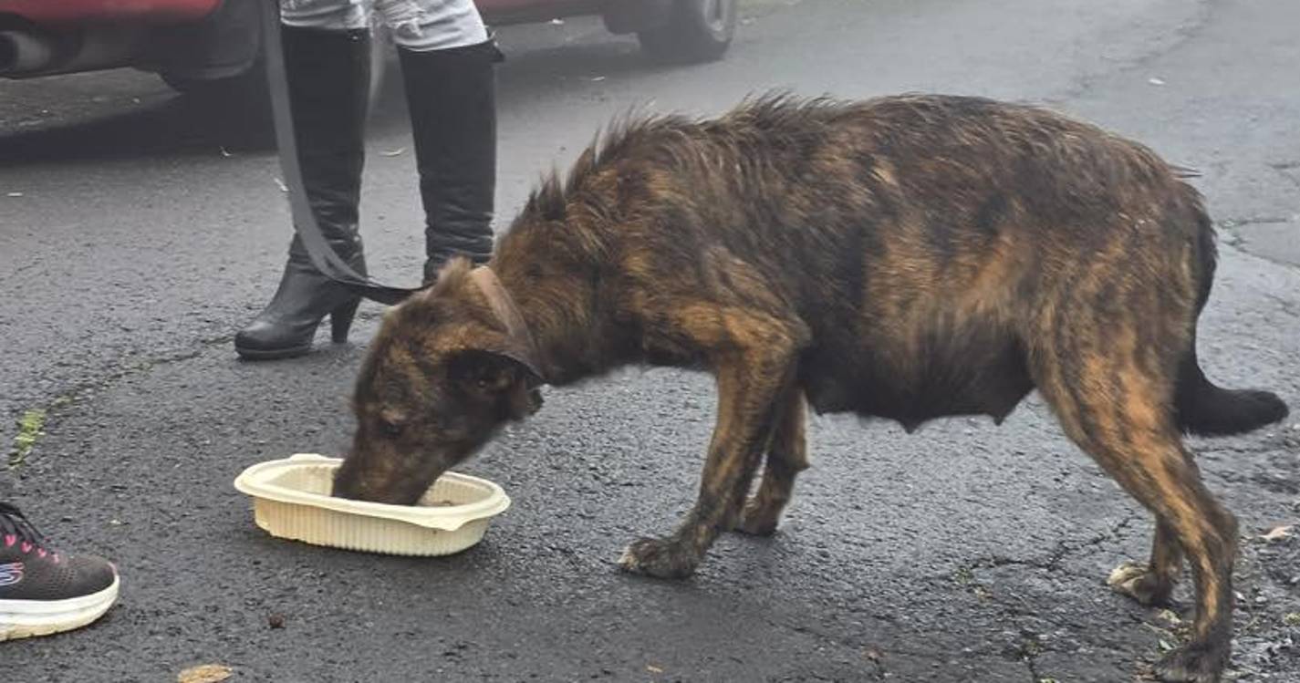 Associação resgata cadela a poucos dias de dar à luz